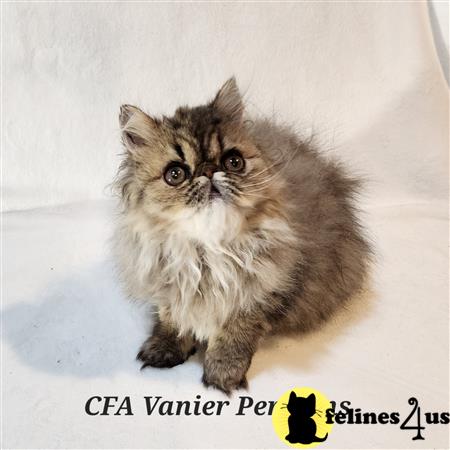 Vanierpersians Picture 3